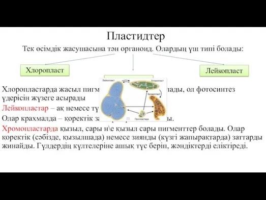 Пластидтер Тек өсімдік жасушасына тән органоид. Олардың үш типі болады: Хлоропластарда жасыл