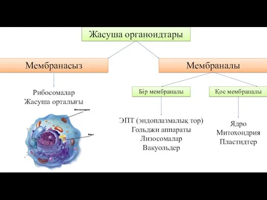 Жасуша органоидтары Мембранасыз Мембраналы Рибосомалар Жасуша орталығы ЭПТ (эндоплазмалық тор) Гольджи аппараты