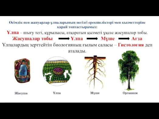 Өсімдік пен жануарлар ұлпаларының негізгі ерекшеліктері мен қызметтеріне қарай топтастырамыз: Ұлпа –