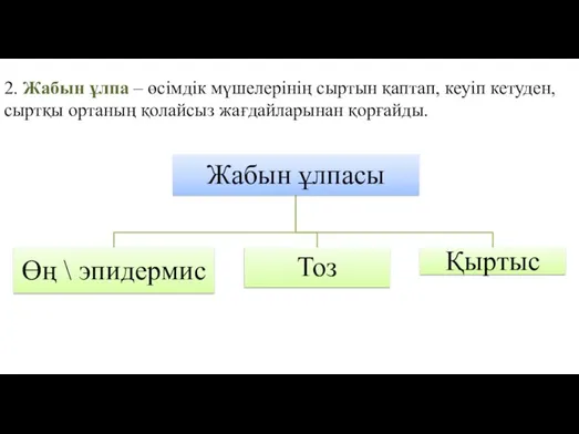 2. Жабын ұлпа – өсімдік мүшелерінің сыртын қаптап, кеуіп кетуден, сыртқы ортаның қолайсыз жағдайларынан қорғайды.