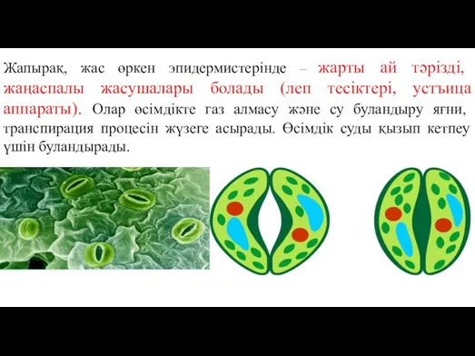 Жапырақ, жас өркен эпидермистерінде – жарты ай тәрізді, жаңаспалы жасушалары болады (леп