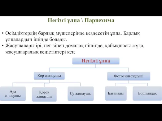 Негізгі ұлпа \ Парнехима Өсімдіктердің барлық мүшелерінде кездесетін ұлпа. Барлық ұлпалардың ішінде