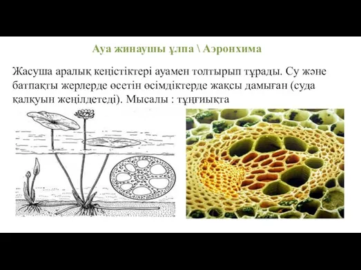 Ауа жинаушы ұлпа \ Аэронхима Жасуша аралық кеңістіктері ауамен толтырып тұрады. Су