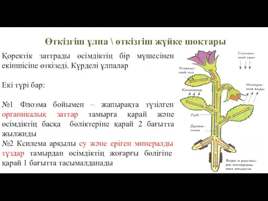 Өткізгіш ұлпа \ өткізгіш жүйке шоқтары Қоректік заттрады өсімдіктің бір мүшесінен екіншісіне