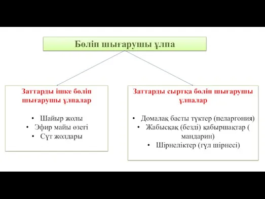 Бөліп шығарушы ұлпа Заттарды ішке бөліп шығарушы ұлпалар Шайыр жолы Эфир майы