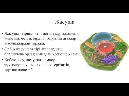 Жасуша Жасуша –тіршіліктің негізгі құрылымдық және қызметтік бірлігі. Барлығы ағзалар жасушалардан тұрады.