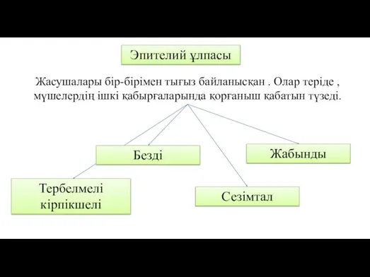 Эпителий ұлпасы Жасушалары бір-бірімен тығыз байланысқан . Олар теріде , мүшелердің ішкі