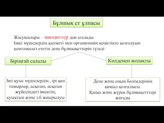 Бұлшық ет ұлпасы Жасушалары – миоциттер деп аталады. Ішкі мүшелердің қызметі мен