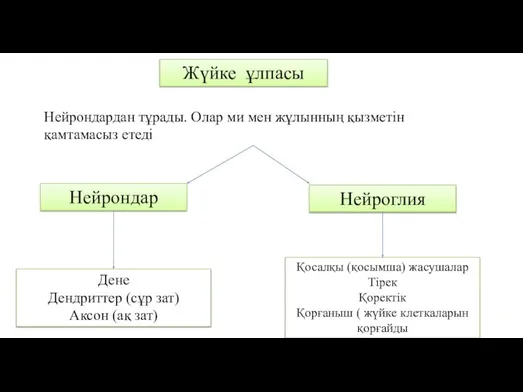 Жүйке ұлпасы Нейрондардан тұрады. Олар ми мен жұлынның қызметін қамтамасыз етеді Нейрондар