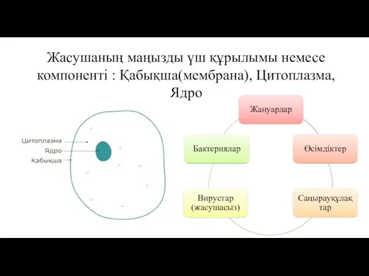 Жасушаның маңызды үш құрылымы немесе компоненті : Қабықша(мембрана), Цитоплазма, Ядро