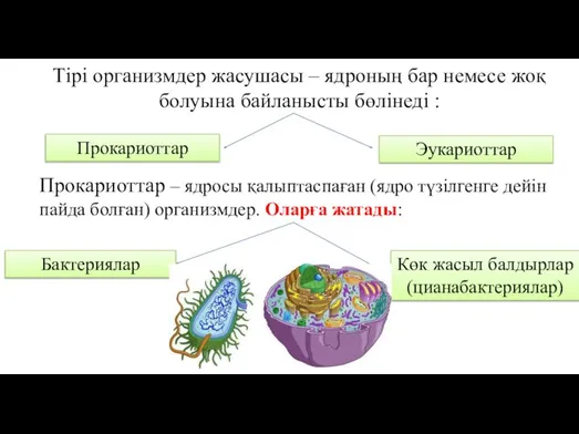 Тірі организмдер жасушасы – ядроның бар немесе жоқ болуына байланысты бөлінеді :