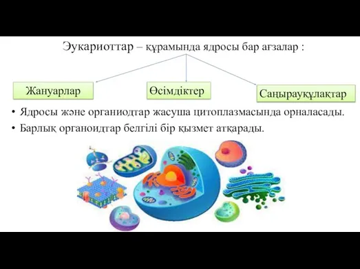 Эукариоттар – құрамында ядросы бар ағзалар : Ядросы және органиодтар жасуша цитоплазмасында