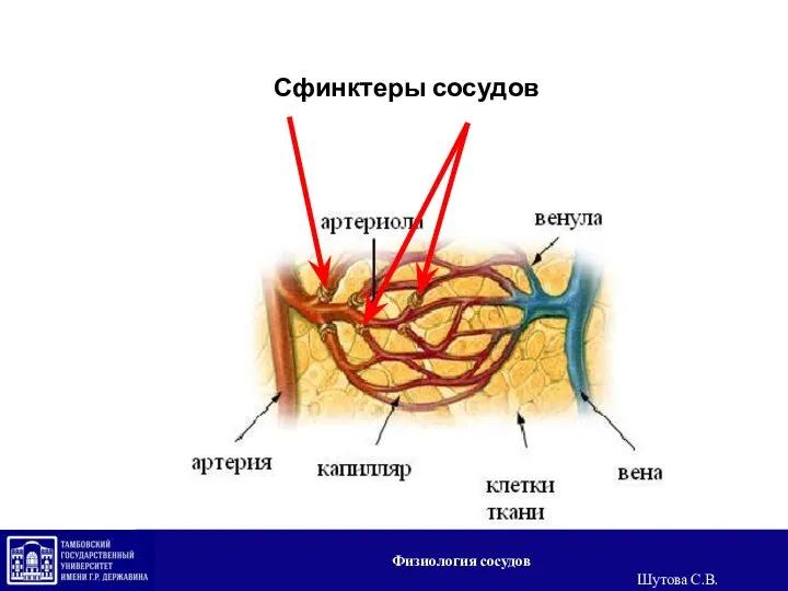 Сфинктеры сосудов Физиология сосудов Шутова С.В.