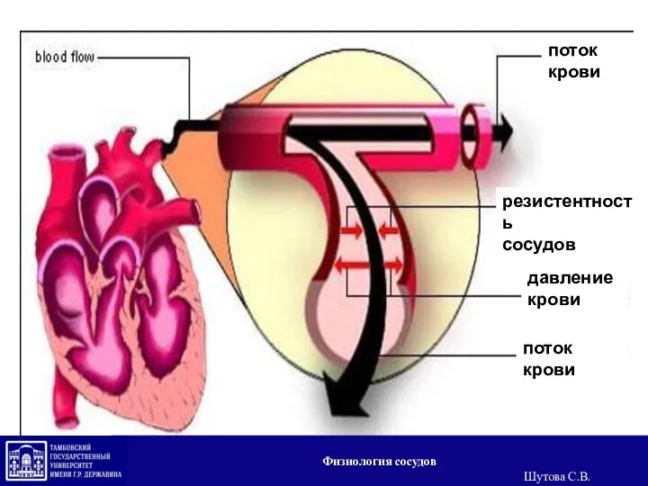 поток крови резистентность сосудов давление крови поток крови Физиология сосудов Шутова С.В.