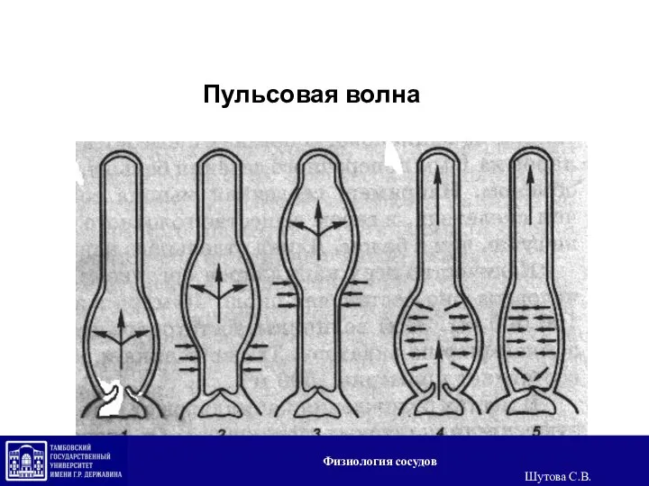 Пульсовая волна Физиология сосудов Шутова С.В.