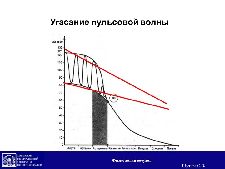 Угасание пульсовой волны Физиология сосудов Шутова С.В.