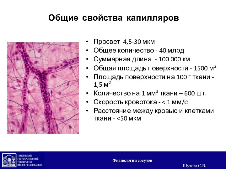 Общие свойства капилляров Просвет 4,5-30 мкм Общее количество - 40 млрд Суммарная