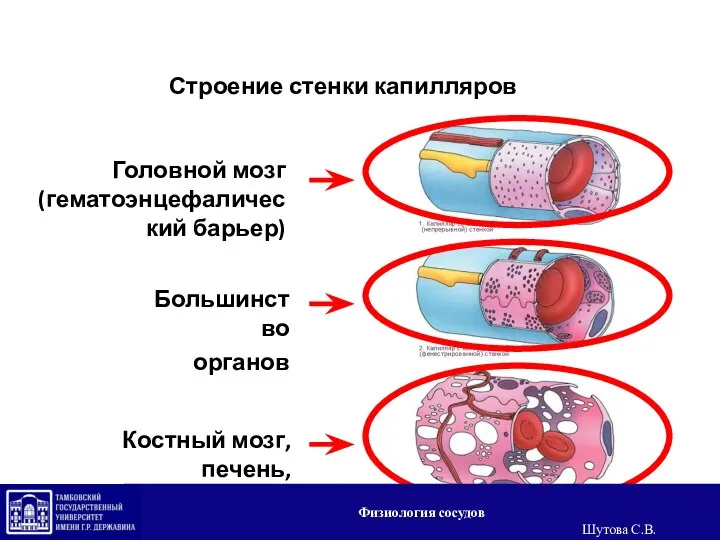 Строение стенки капилляров Головной мозг (гематоэнцефалический барьер) Большинство органов Костный мозг, печень,