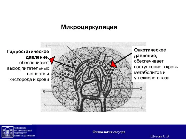 Микроциркуляция Гидростатическое давление, обеспечивает выход питательных веществ и кислорода и крови Онкотическое