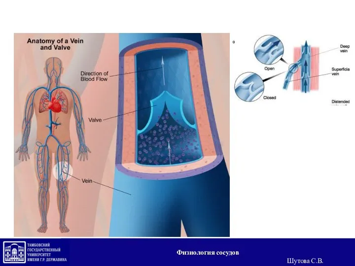 Физиология сосудов Шутова С.В.