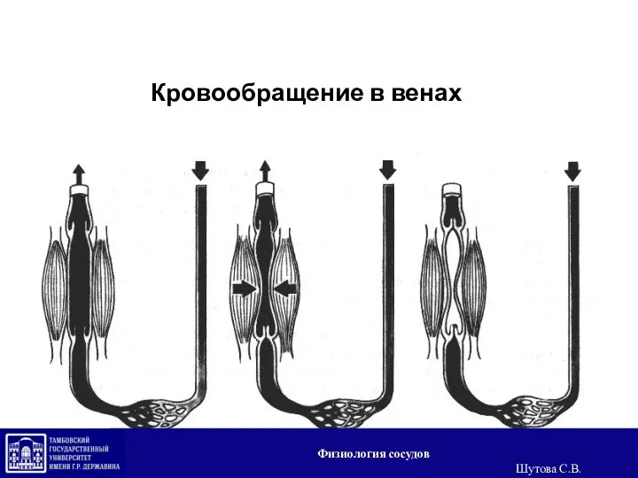 Кровообращение в венах Физиология сосудов Шутова С.В.