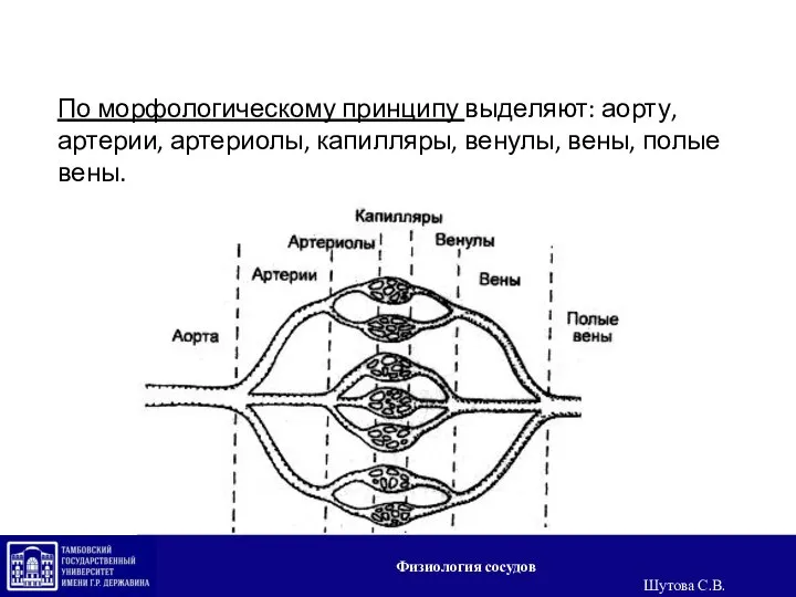 По морфологическому принципу выделяют: аорту, артерии, артериолы, капилляры, венулы, вены, полые вены. Физиология сосудов Шутова С.В.