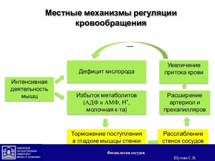 Интенсивная деятельность мышц Дефицит кислорода Избыток метаболитов (АДФ и АМФ, Н+, молочная