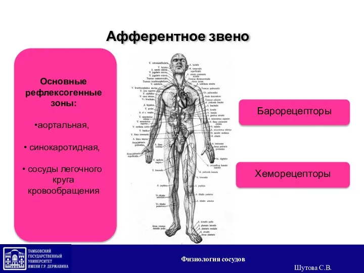 Афферентное звено Физиология сосудов Шутова С.В.