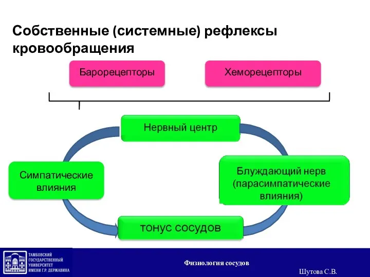 Симпатические влияния Собственные (системные) рефлексы кровообращения Физиология сосудов Шутова С.В.