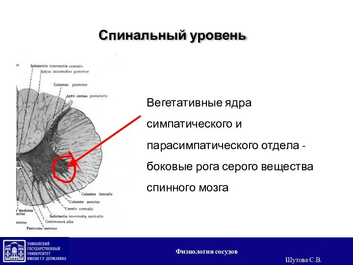 Спинальный уровень Вегетативные ядра симпатического и парасимпатического отдела - боковые рога серого