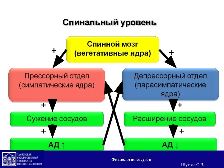 Спинальный уровень + + + + + + _ _ Физиология сосудов Шутова С.В.