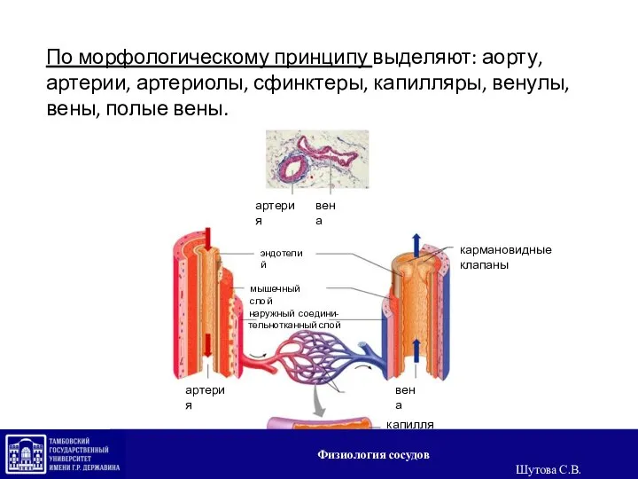 По морфологическому принципу выделяют: аорту, артерии, артериолы, сфинктеры, капилляры, венулы, вены, полые