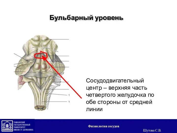 Бульбарный уровень Сосудодвигательный центр – верхняя часть четвертого желудочка по обе стороны