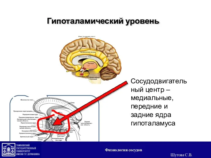 Гипоталамический уровень Сосудодвигательный центр – медиальные, передние и задние ядра гипоталамуса Физиология сосудов Шутова С.В.