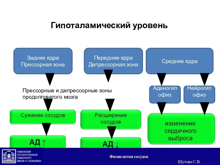 Гипоталамический уровень Задние ядра Прессорная зона Средние ядра Передние ядра Депрессорная зона