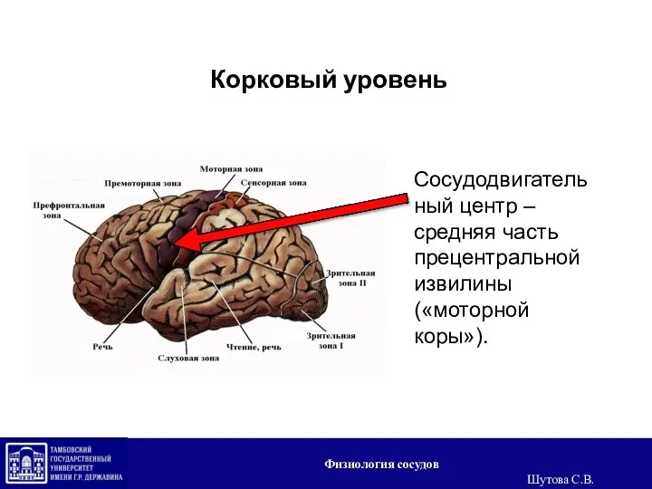 Корковый уровень Сосудодвигательный центр – средняя часть прецентральной извилины («моторной коры»). Физиология сосудов Шутова С.В.