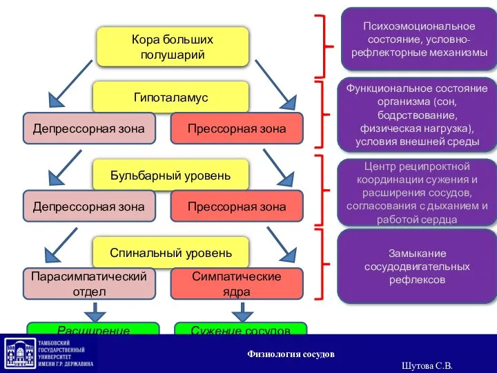 Кора больших полушарий Гипоталамус Депрессорная зона Прессорная зона Бульбарный уровень Депрессорная зона