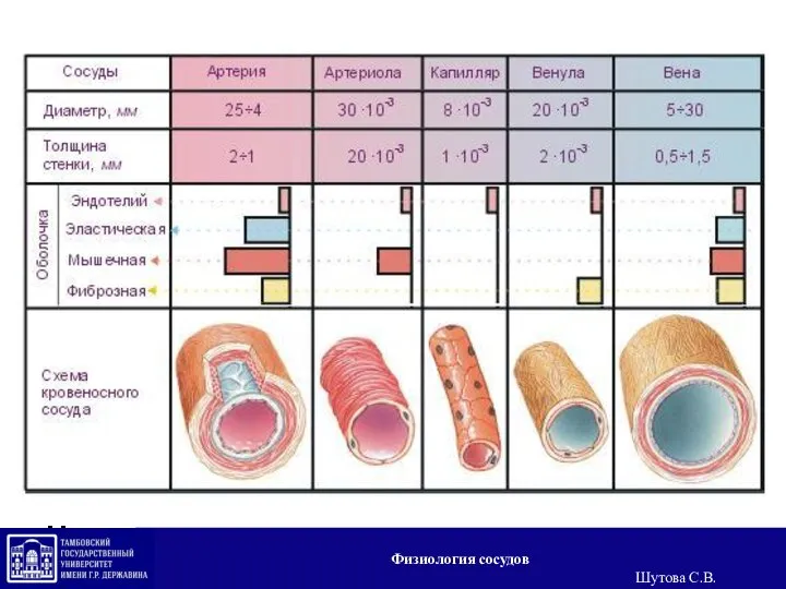 Некоторые характеристики строения сосудов Физиология сосудов Шутова С.В.