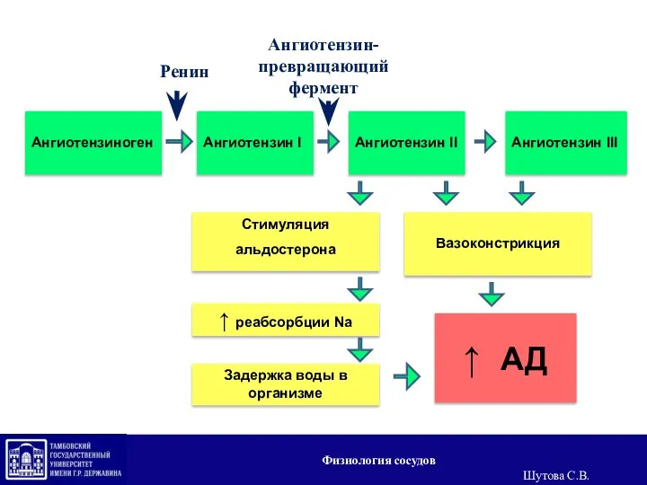 Ренин Ангиотензиноген Ангиотензин I Ангиотензин- превращающий фермент Ангиотензин II Ангиотензин III Вазоконстрикция