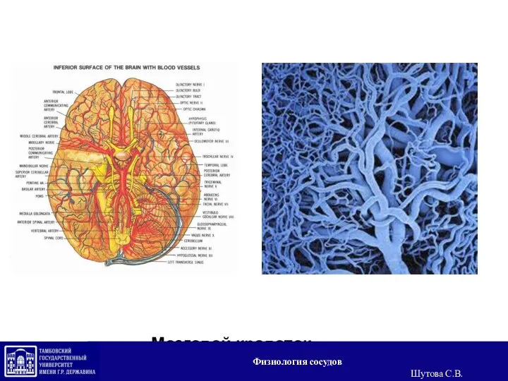 Мозговой кровоток Физиология сосудов Шутова С.В.