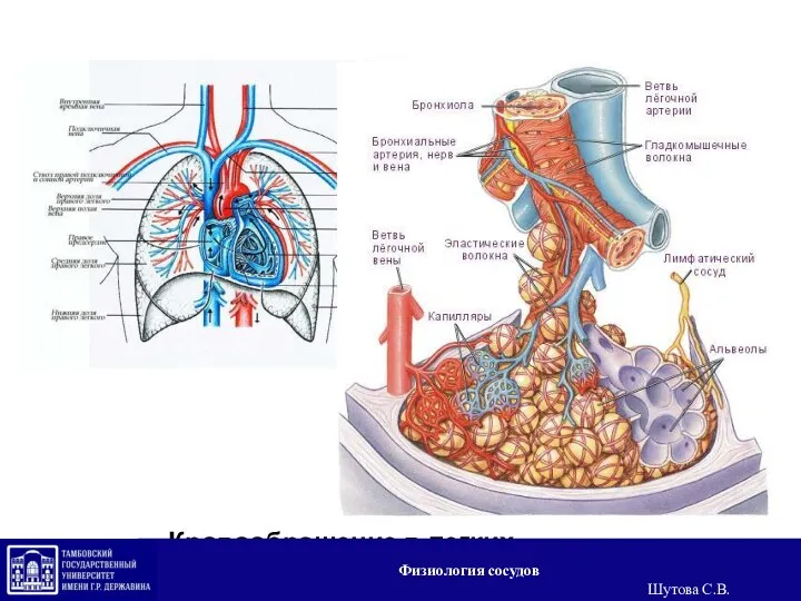 Кровообращение в легких Физиология сосудов Шутова С.В.