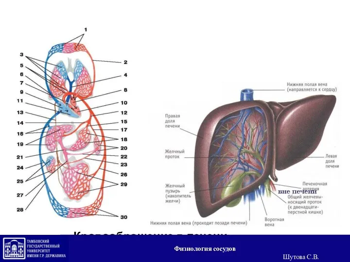 Кровообращение в печени Физиология сосудов Шутова С.В.