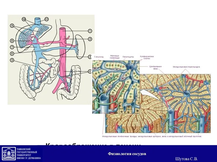 Кровообращение в печени Физиология сосудов Шутова С.В.