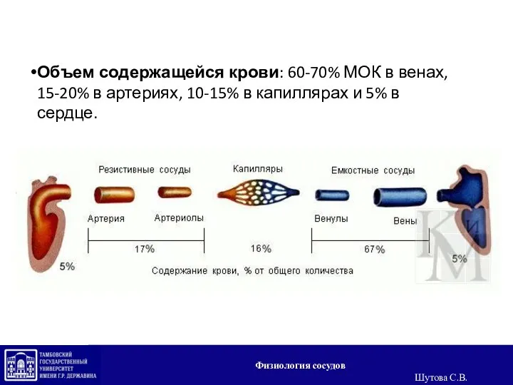 Объем содержащейся крови: 60-70% МОК в венах, 15-20% в артериях, 10-15% в