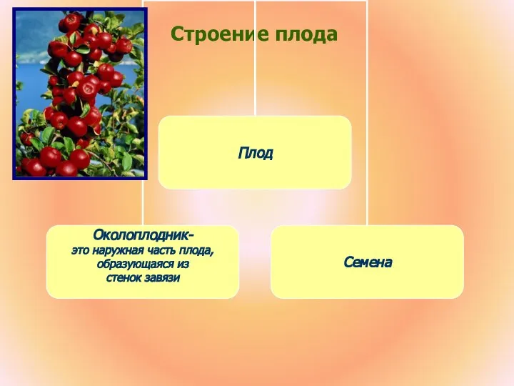 Строение плода