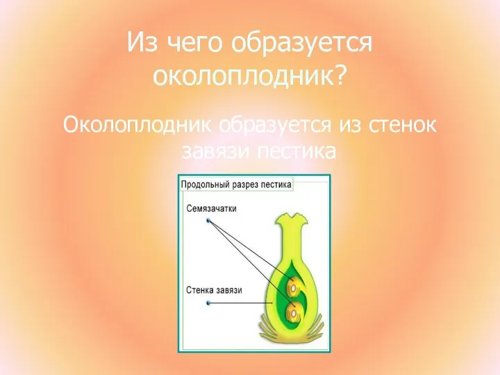 Из чего образуется околоплодник? Околоплодник образуется из стенок завязи пестика