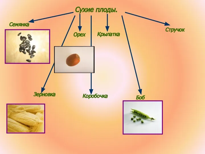 Сухие плоды. Семянка Зерновка Орех Крылатка Боб Стручок Коробочка