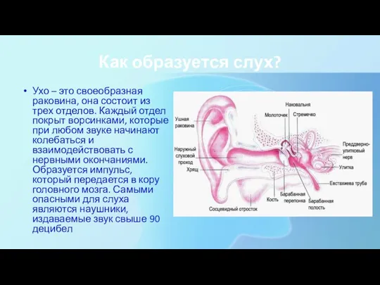 Как образуется слух? Ухо – это своеобразная раковина, она состоит из трех
