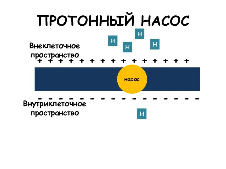 ПРОТОННЫЙ НАСОС Внутриклеточное пространство Внеклеточное пространство насос - - - - -