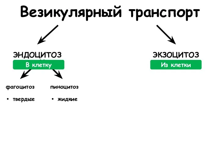 Везикулярный транспорт ЭНДОЦИТОЗ ЭКЗОЦИТОЗ фагоцитоз пиноцитоз твердые жидкие В клетку Из клетки